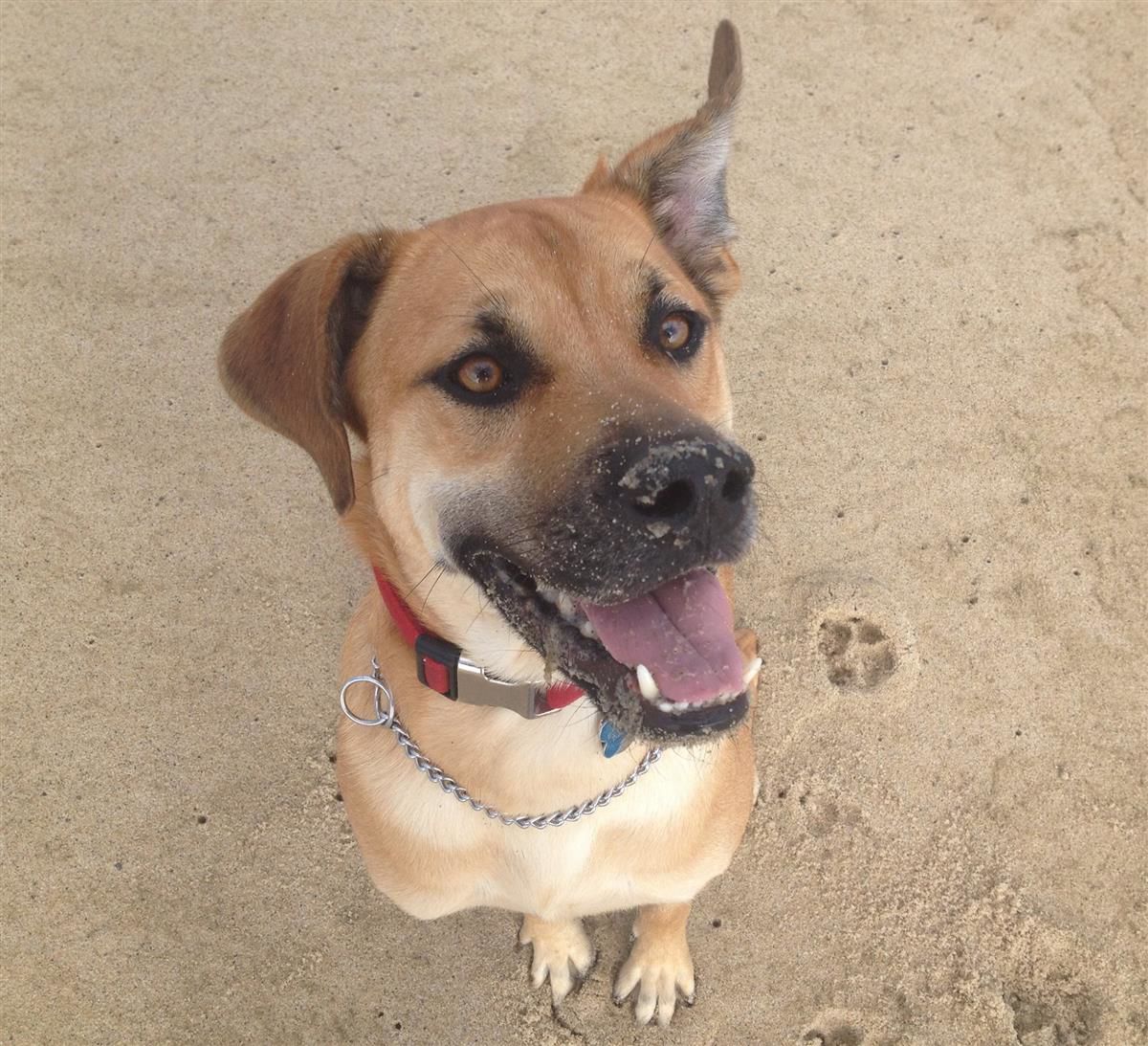 Homeless Animals Rescue Team - Sonny1.jpg